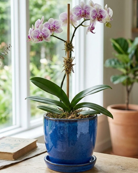 Ymxnd Glazed Orchid Pot Ceramic Saucer 5.5 in Blue