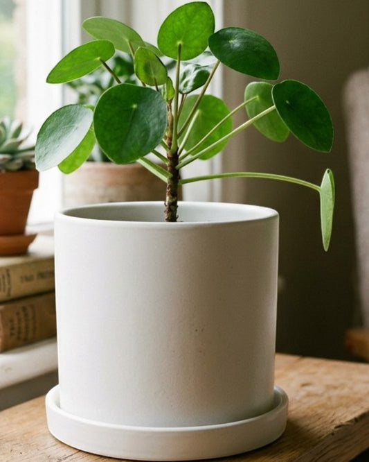 Ymxnd Ceramic Plant Pot Drainage Tray 6 in Matte White