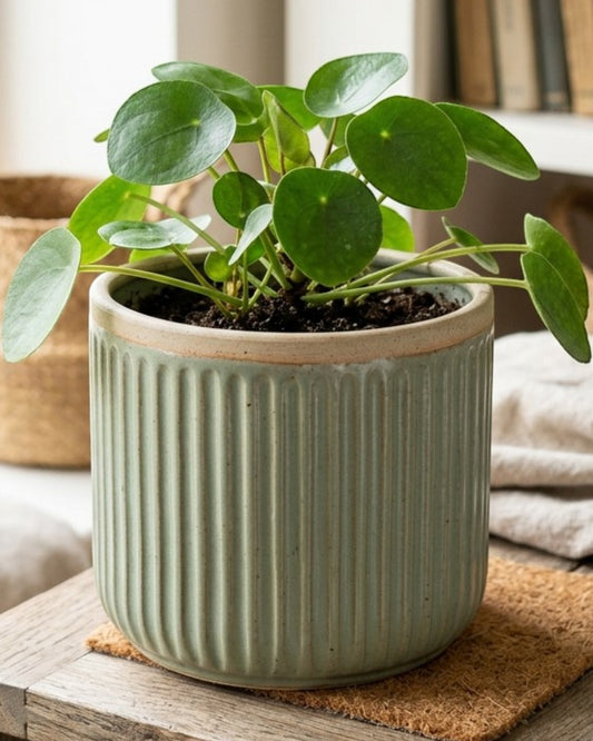 Ymxnd Ribbed Ceramic Planter Indoor 8 in Sage Green